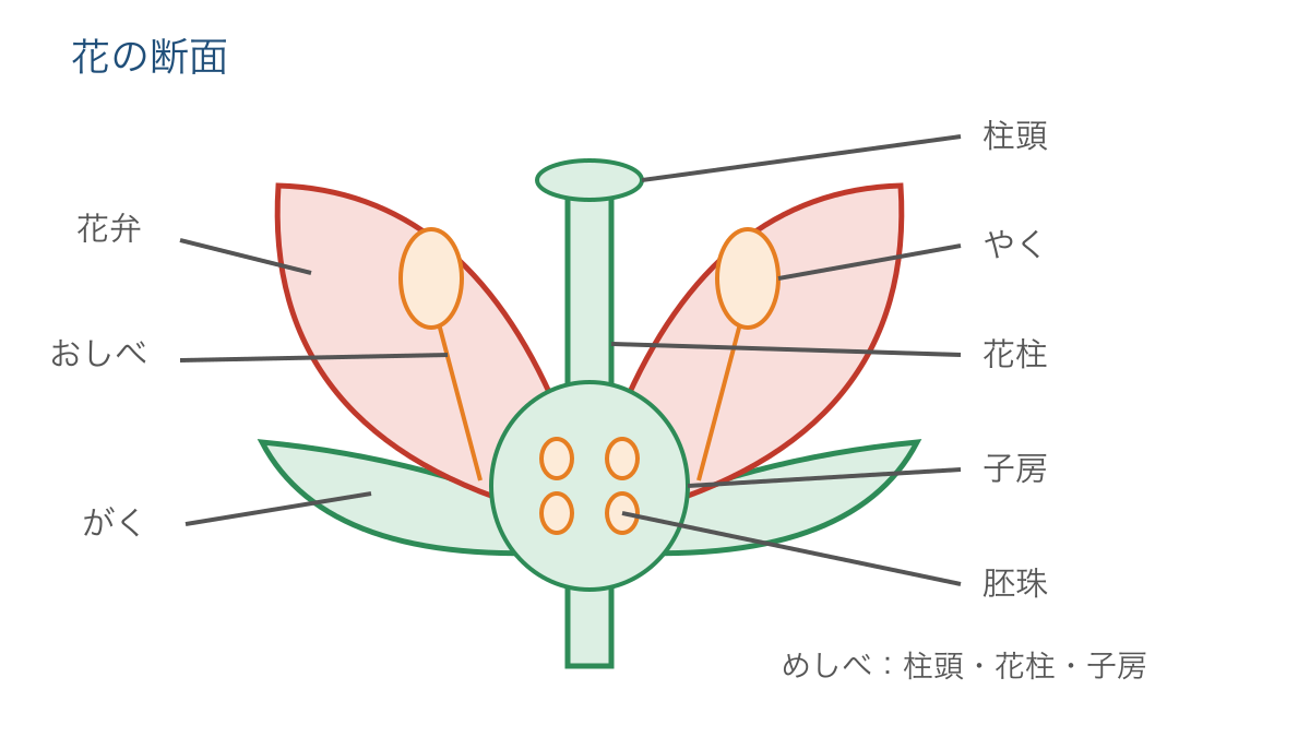 図1　花の断面で見るがくや花弁とめしべ内部の位置関係