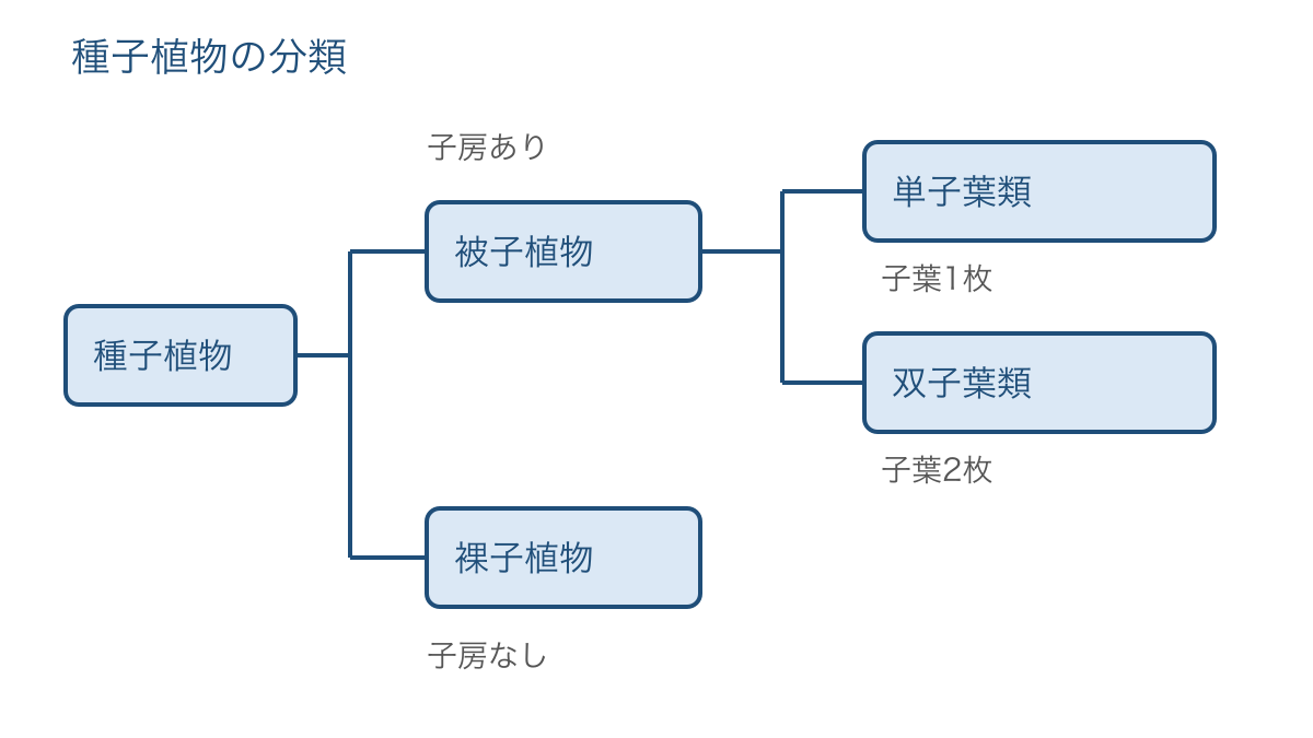 図3　種子植物から被子植物と裸子植物へ分かれる分類図