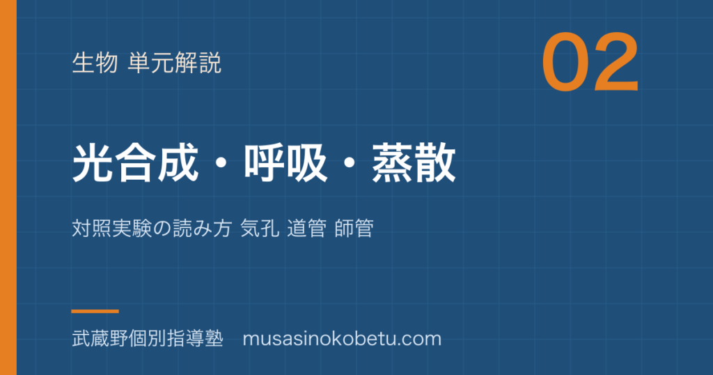 中学受験理科光合成 呼吸 蒸散を図解で総まとめ対照実験の読み方 気孔 道管 師管のアイキャッチ | 武蔵野個別指導塾 【中学受験理科】光合成 呼吸 蒸散を図解で総まとめ—対照実験の読み方 気孔 道管 師管のアイキャッチ 武蔵野個別指導塾