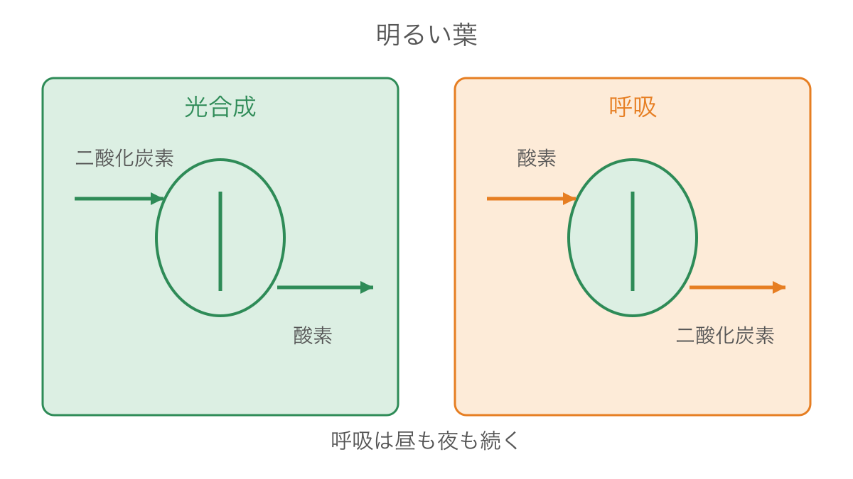 図1 明るい葉で同時に起こる光合成と呼吸の気体の出入り