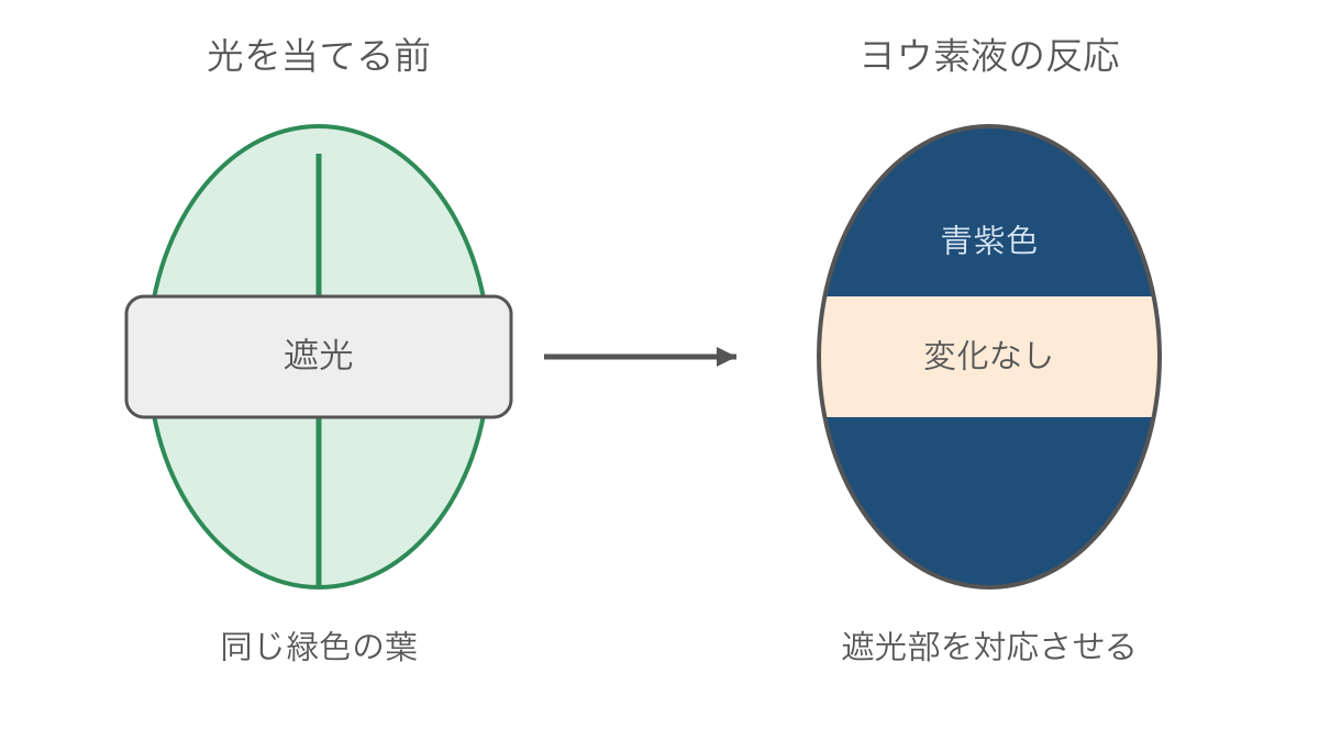 図2 同じ葉の一部を遮光してデンプンの有無を比べる実験