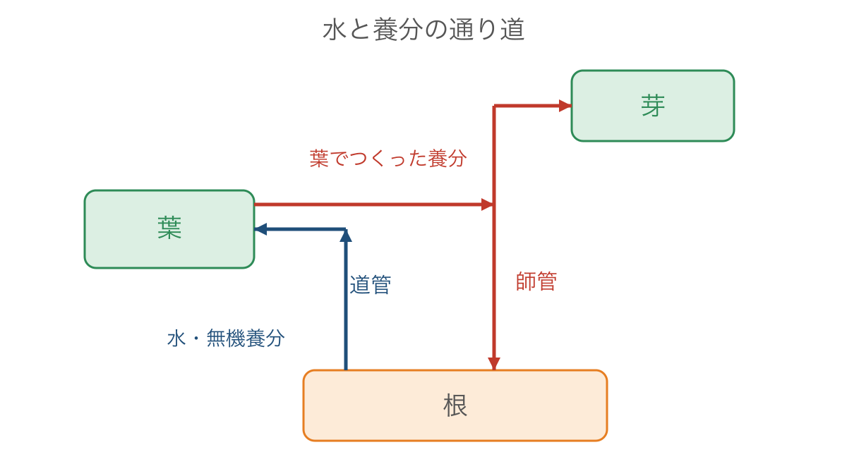 図3 根から葉への水と葉から各部への養分を運ぶ通り道