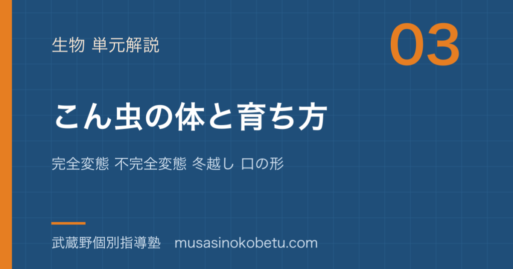 中学受験理科こん虫の体と育ち方を図解で総まとめ完全変態 不完全変態 冬越し 口の形のアイキャッチ | 武蔵野個別指導塾 【中学受験理科】こん虫の体と育ち方を図解で総まとめ—完全変態 不完全変態 冬越し 口の形のアイキャッチ 武蔵野個別指導塾