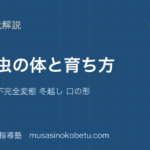 中学受験理科こん虫の体と育ち方を図解で総まとめ完全変態 不完全変態 冬越し 口の形のアイキャッチ | 武蔵野個別指導塾 【中学受験理科】こん虫の体と育ち方を図解で総まとめ—完全変態 不完全変態 冬越し 口の形のアイキャッチ 武蔵野個別指導塾