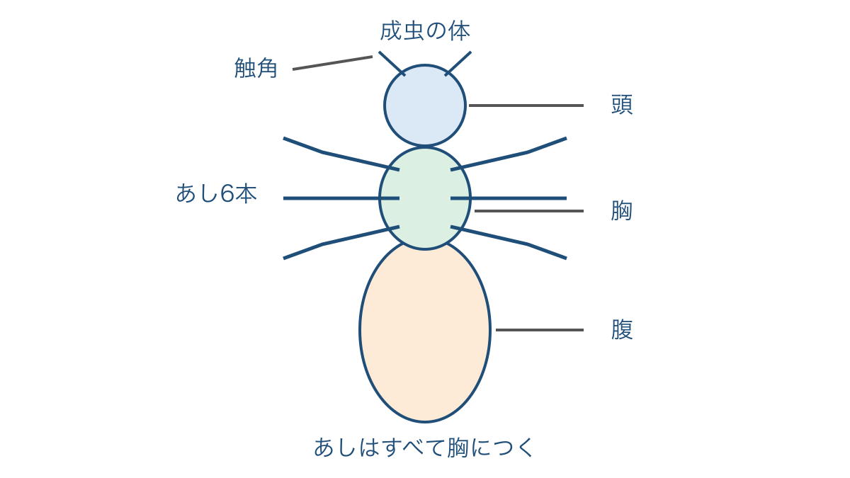 図1 成虫の頭・胸・腹と胸につくあし6本の模式図