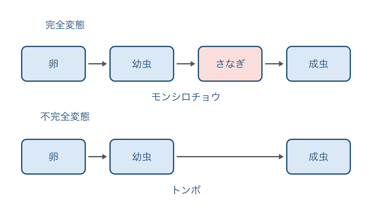 図2 さなぎの有無で比べる完全変態と不完全変態の順序