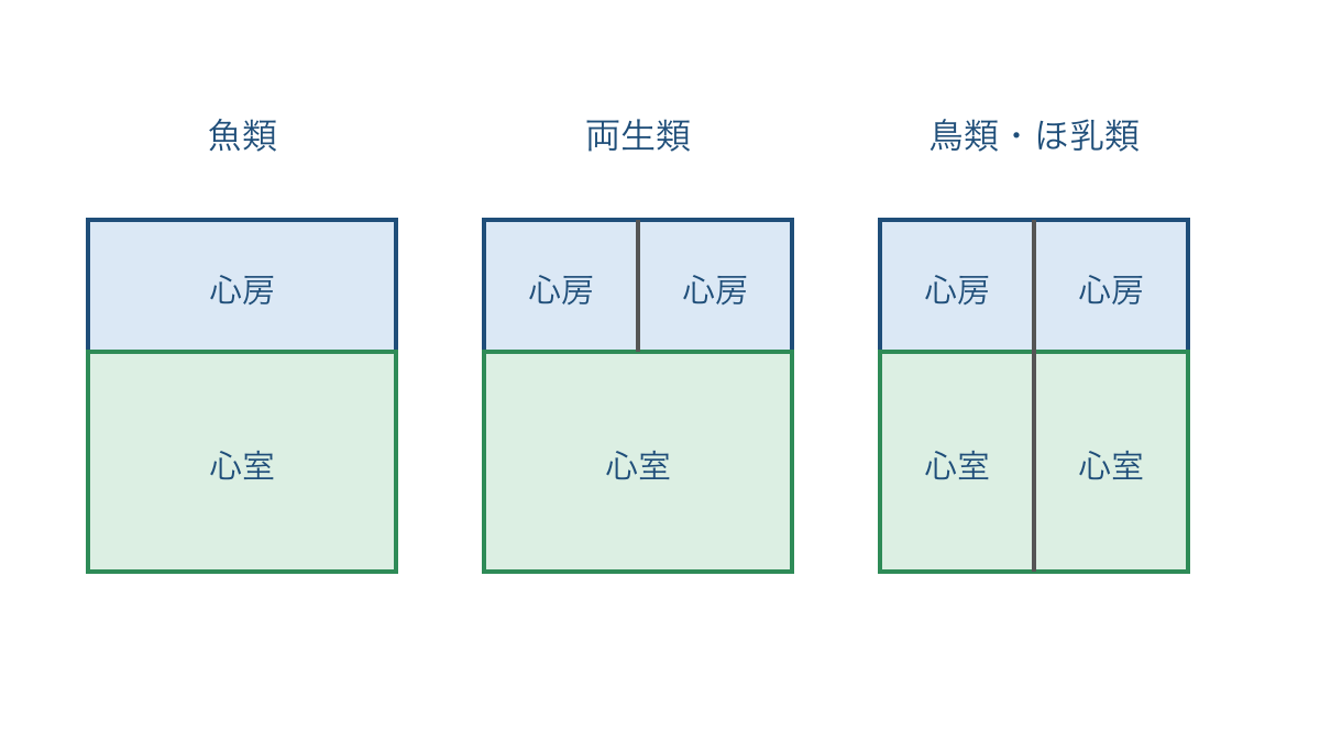 図2 魚類と両生類と鳥類・ほ乳類の心房と心室の数