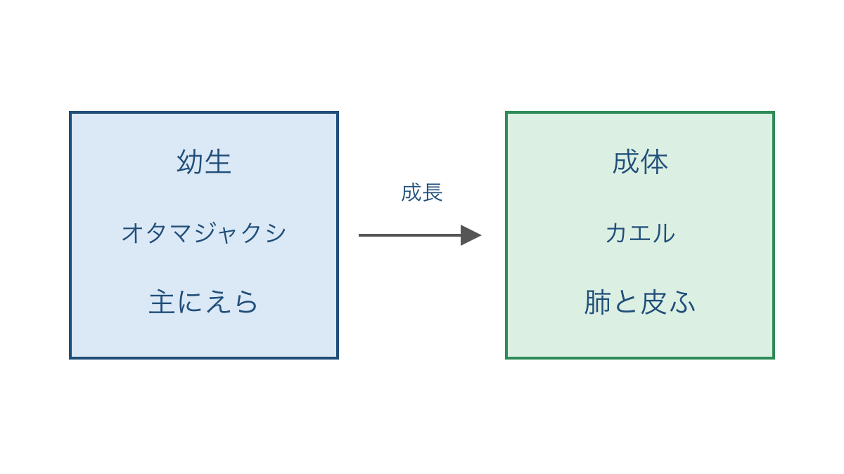 図3 カエルの幼生から成体への成長と呼吸のしかたの変化