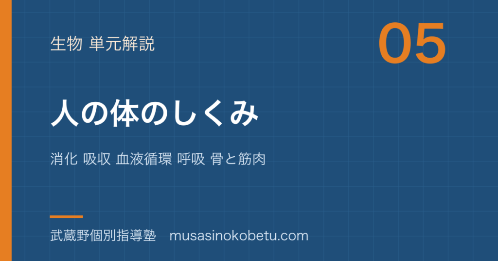 中学受験理科人の体のしくみを図解で総まとめ消化 吸収 血液循環 呼吸 骨と筋肉のアイキャッチ | 武蔵野個別指導塾 【中学受験理科】人の体のしくみを図解で総まとめ—消化 吸収 血液循環 呼吸 骨と筋肉のアイキャッチ 武蔵野個別指導塾