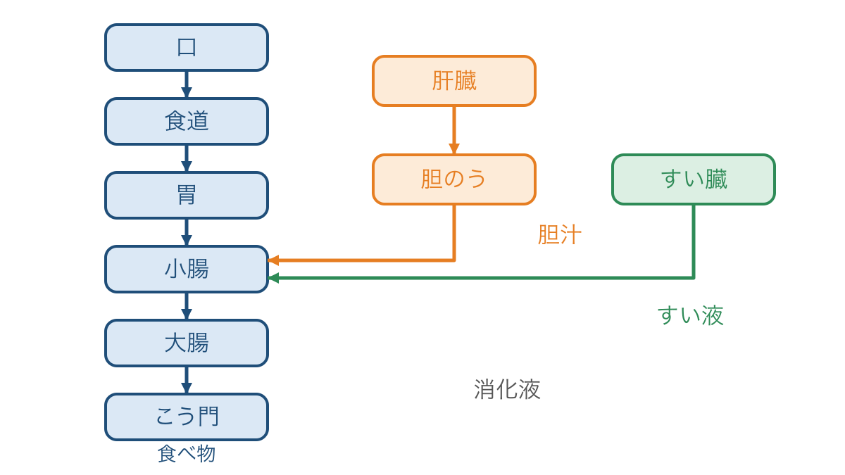 図1 食べ物の通り道と肝臓やすい臓から消化液が届く道