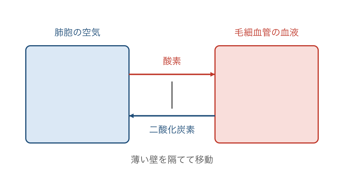 図3 肺胞の空気と毛細血管の血液が気体を受け渡す向き