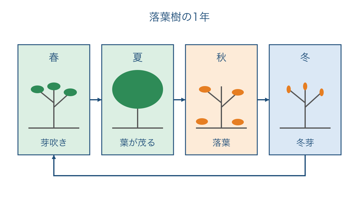 図1 落葉樹の芽から落葉と冬芽へ続く季節の変化