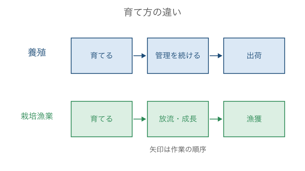 図3 養殖と栽培漁業を育てたあとの流れで比べる図