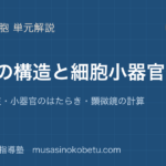 生物細胞の構造と細胞小器官を図解で総まとめ原核と真核小器官のはたらき顕微鏡の計算のアイキャッチ | 武蔵野個別指導塾 【生物】細胞の構造と細胞小器官を図解で総まとめ—原核と真核・小器官のはたらき・顕微鏡の計算のアイキャッチ 武蔵野個別指導塾
