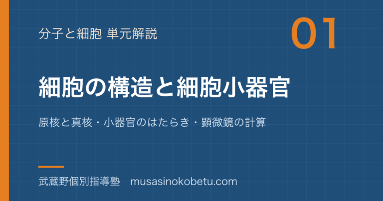 【生物】細胞の構造と細胞小器官を図解で総まとめ—原核と真核・小器官のはたらき・顕微鏡の計算のアイキャッチ