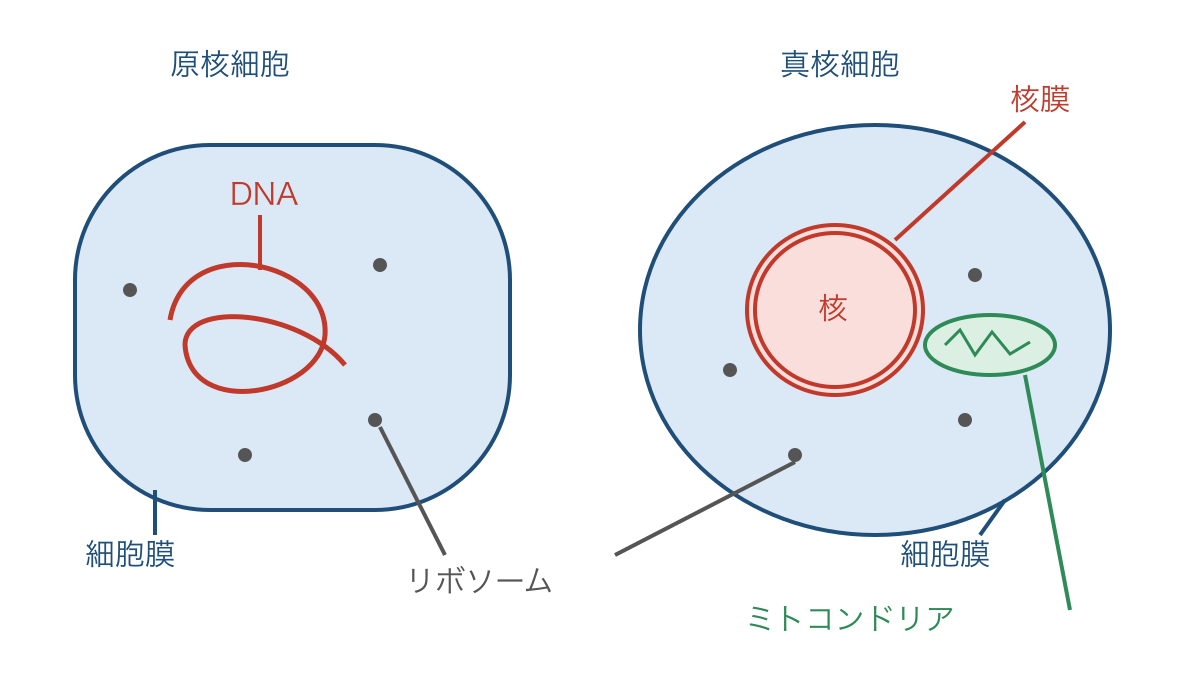 図1 原核細胞と真核細胞における核膜と内部構造の違い
