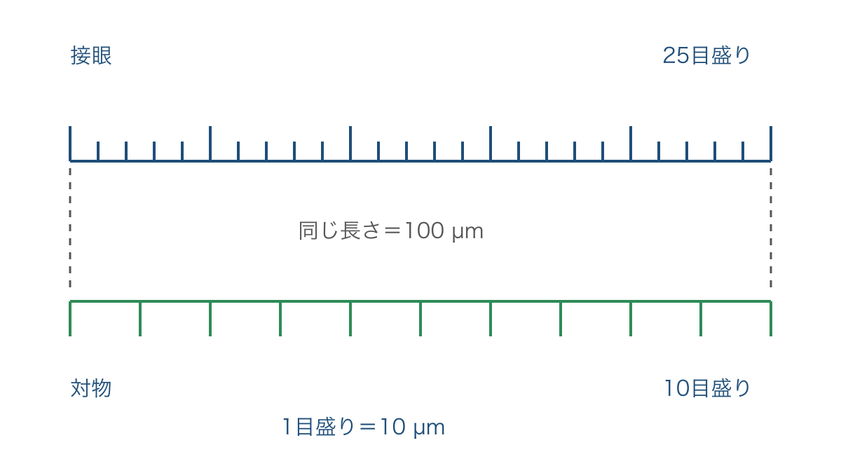 図2 接眼と対物のミクロメーターで一致する区間の比較