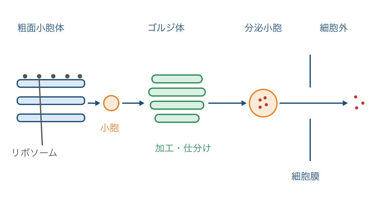 図3 分泌タンパク質が小胞体から細胞外へ運ばれる経路