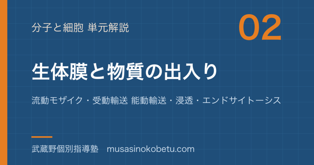 生物生体膜と物質の出入りを図解で総まとめ流動モザイク受動輸送 能動輸送浸透エンドサイトーシスのアイキャッチ | 武蔵野個別指導塾 【生物】生体膜と物質の出入りを図解で総まとめ—流動モザイク・受動輸送 能動輸送・浸透・エンドサイトーシスのアイキャッチ 武蔵野個別指導塾