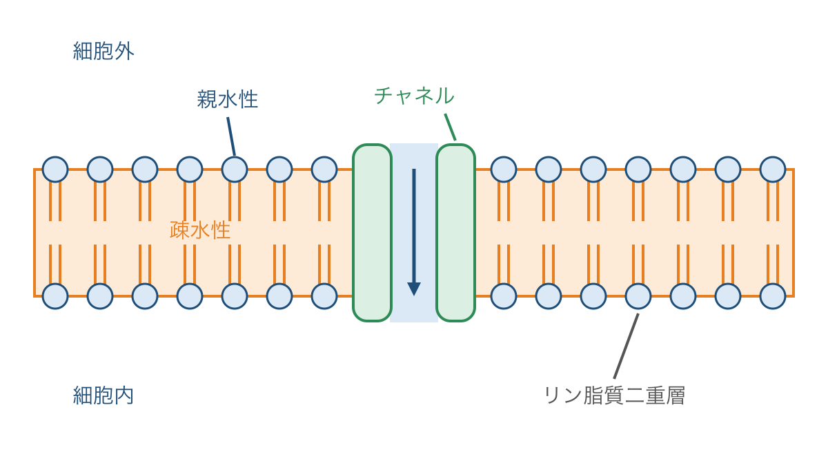図1 リン脂質二重層の向きと膜を貫くチャネルの配置
