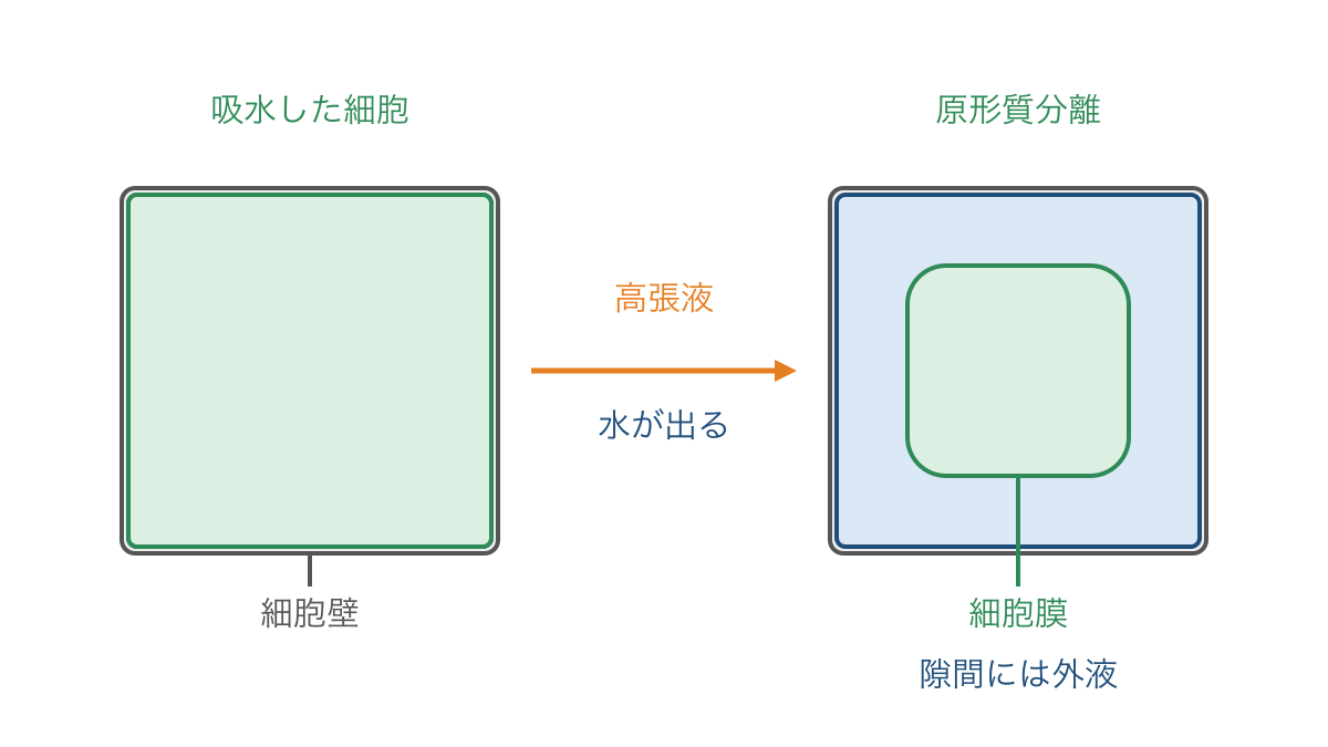 図3 高張液で植物細胞から水が出て原形質分離する様子