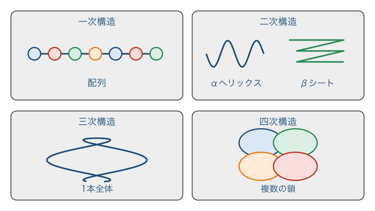 図1　タンパク質の構造を鎖の配列から複数の鎖まで比較