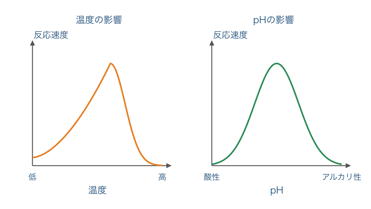 図3　温度とpHによる酵素反応速度の変化を模式的に比較