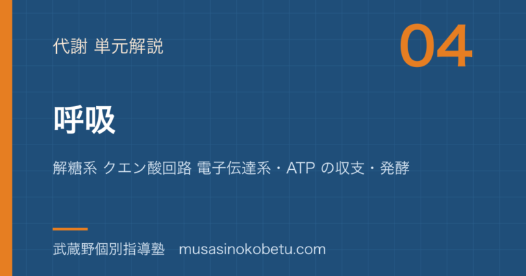 【生物】呼吸を図解で総まとめ—解糖系 クエン酸回路 電子伝達系・ATP の収支・発酵のアイキャッチ