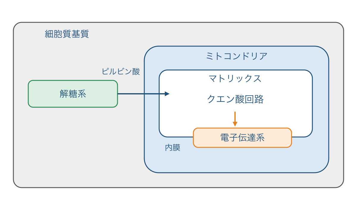 図1　細胞質基質とミトコンドリアに分かれる呼吸の経路
