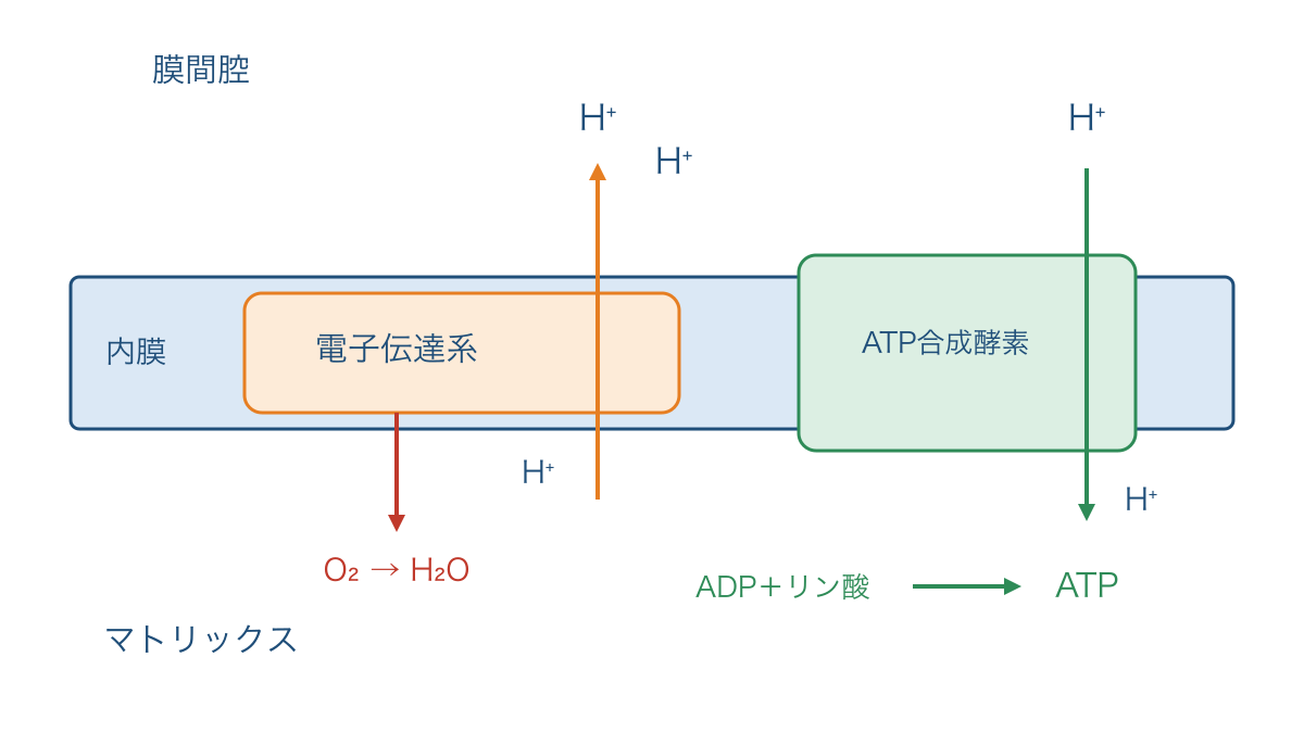 図2　内膜を隔てた水素イオンの移動とATP合成の関係