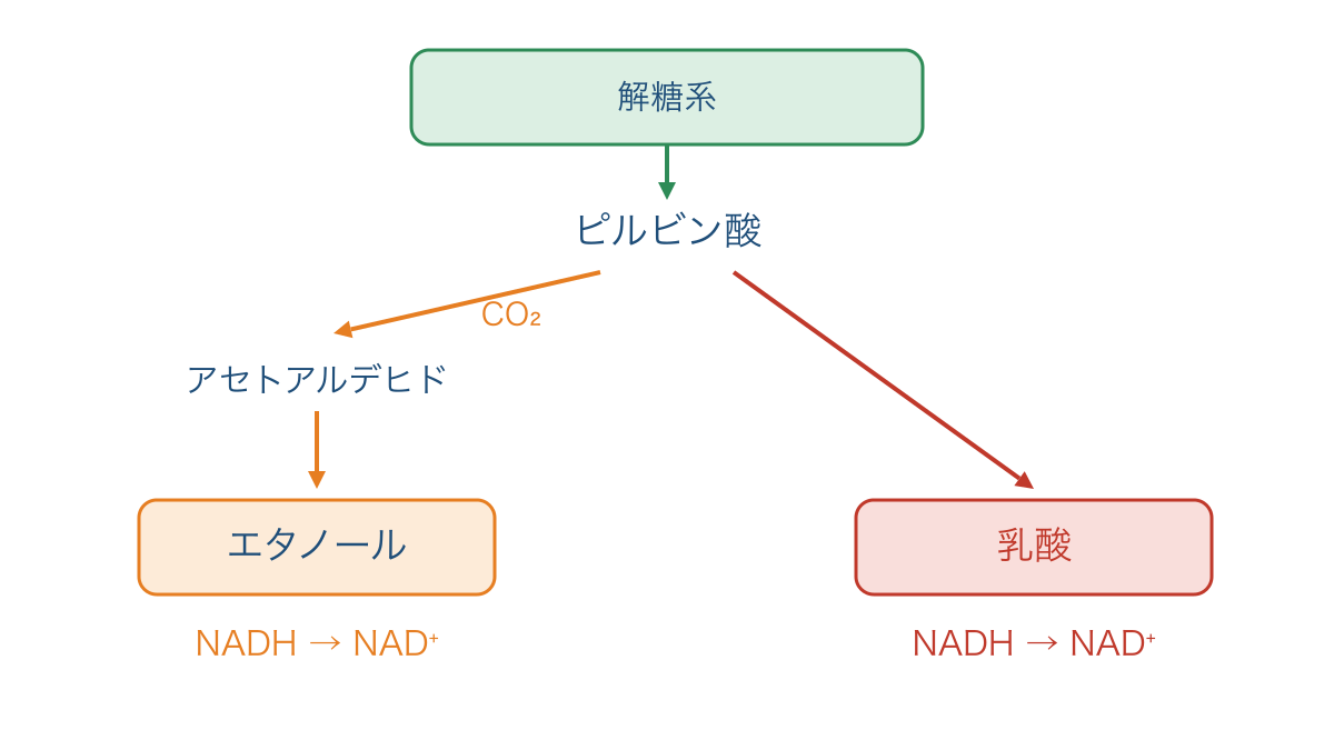 図3　ピルビン酸から分かれる二つの発酵とNAD⁺の再生