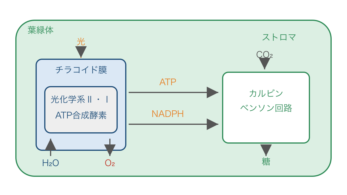 図1 葉緑体の反応の場所とATP・NADPHの受け渡し