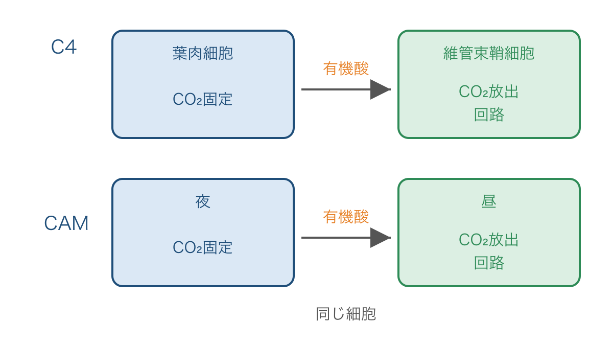 図3 C4植物の場所の分担とCAM植物の時間の分担