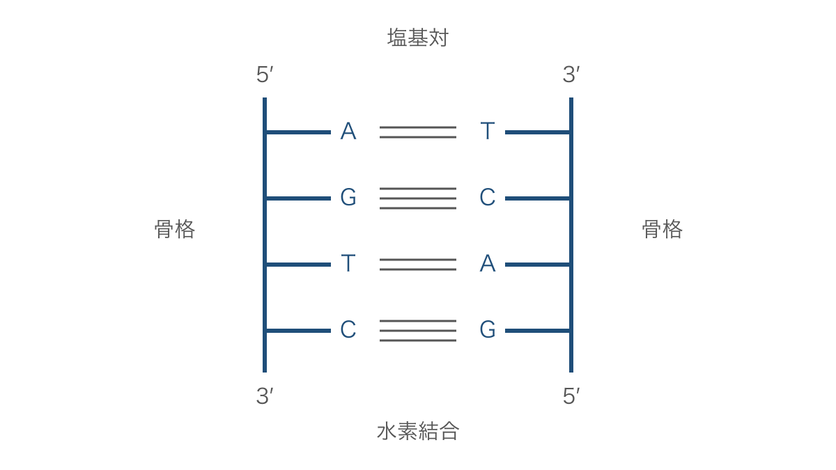 図1　逆平行なDNAの2本鎖と相補的な塩基対