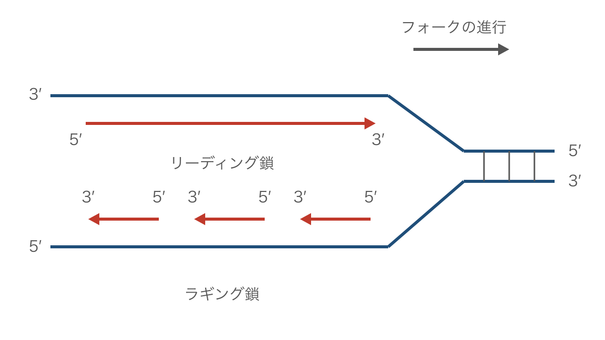 図3　複製フォークの進行と新しいDNA鎖の合成方向