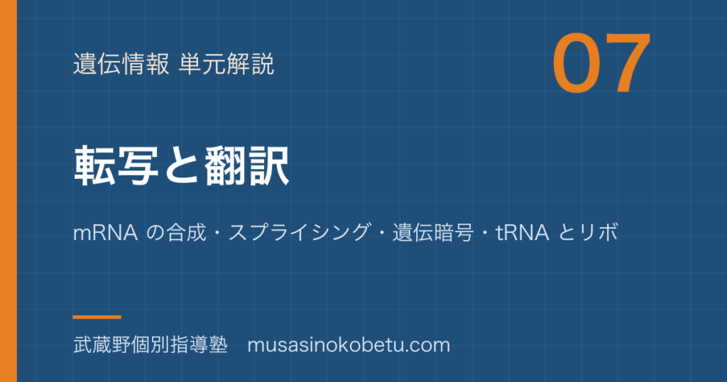 【生物】転写と翻訳を図解で総まとめ—mRNA の合成・スプライシング・遺伝暗号・tRNA とリボソームのアイキャッチ 武蔵野個別指導塾