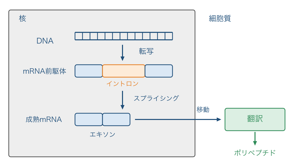 図1　核内の転写とスプライシングから核外の翻訳への流れ