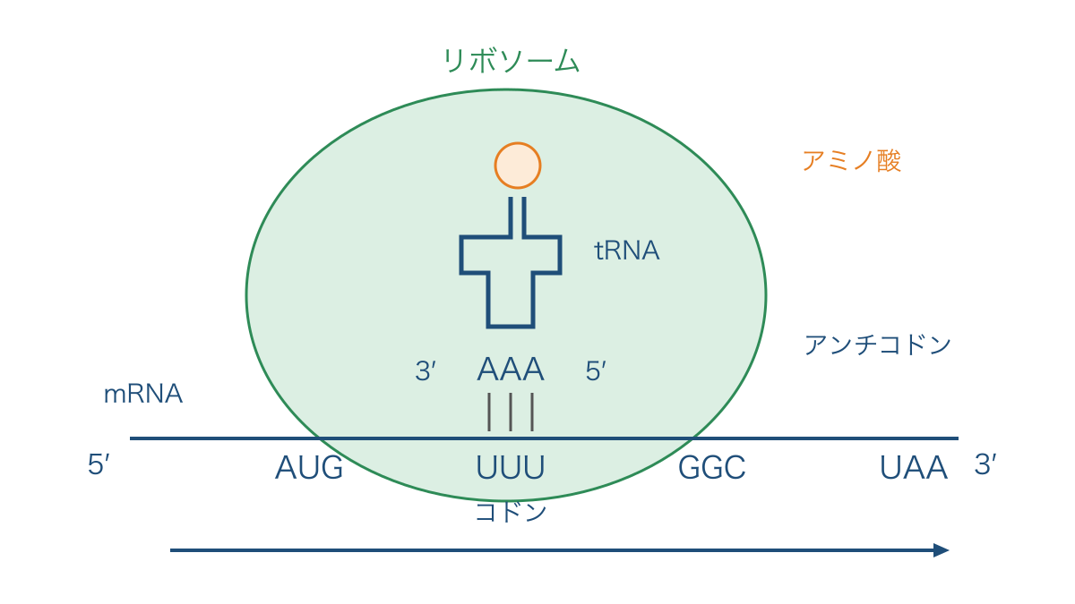 図2　リボソーム内で対応するコドンとアンチコドンの向き