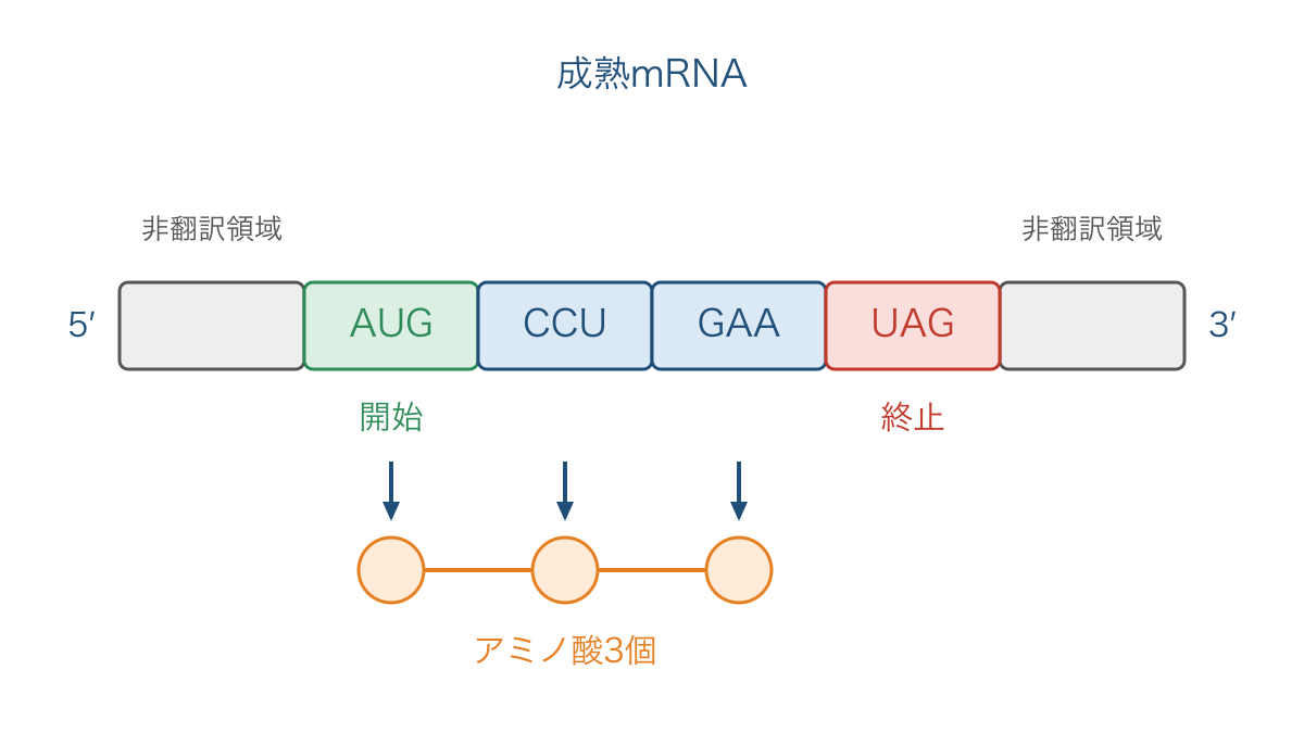 図3　非翻訳領域と開始コドンから終止コドンまでの区別
