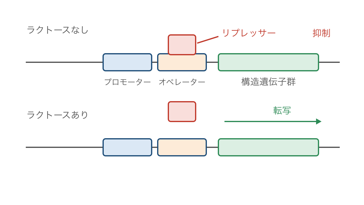 図1 ラクトースの有無で変わるリプレッサーの結合と転写