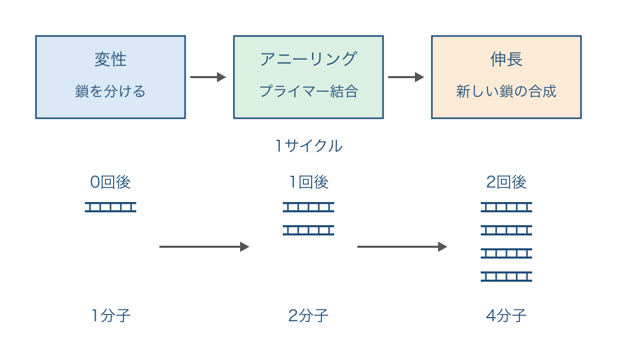 図1 PCRの各段階とサイクルごとに増える二本鎖DNA