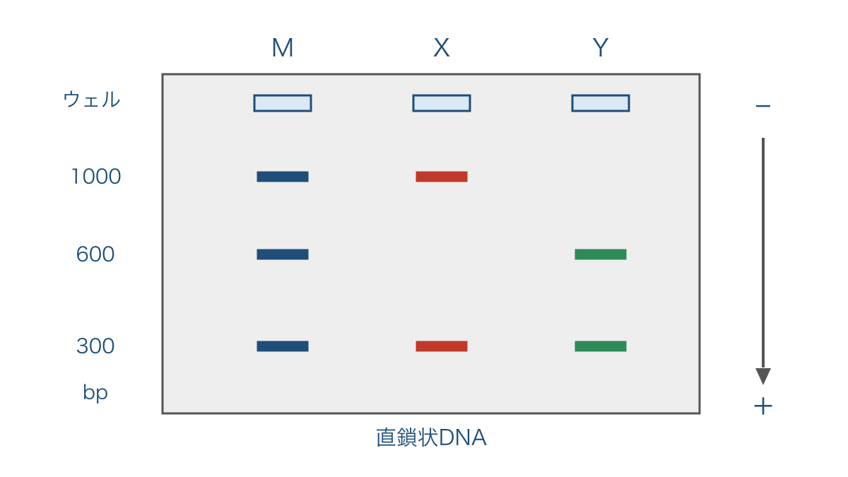 図2 サイズマーカーと二つの試料を比較する電気泳動図