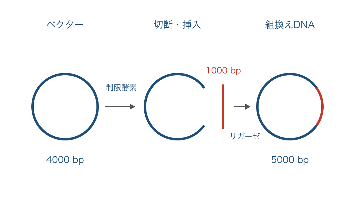 図3 環状ベクターを切って目的のDNAを挿入する流れ