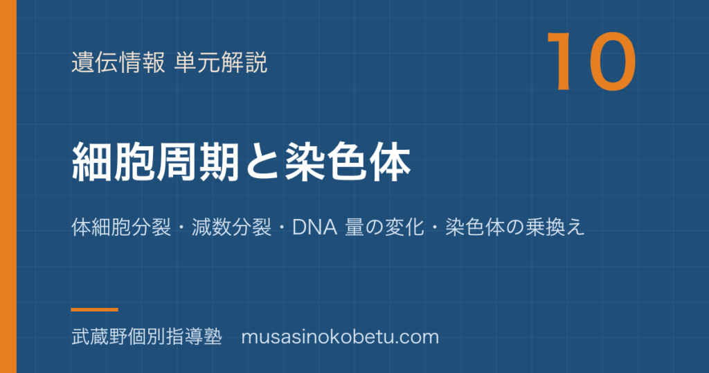 生物細胞周期と染色体を図解で総まとめ体細胞分裂減数分裂DNA 量の変化染色体の乗換えのアイキャッチ | 武蔵野個別指導塾 【生物】細胞周期と染色体を図解で総まとめ—体細胞分裂・減数分裂・DNA 量の変化・染色体の乗換えのアイキャッチ 武蔵野個別指導塾