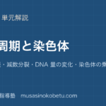 生物細胞周期と染色体を図解で総まとめ体細胞分裂減数分裂DNA 量の変化染色体の乗換えのアイキャッチ | 武蔵野個別指導塾 【生物】細胞周期と染色体を図解で総まとめ—体細胞分裂・減数分裂・DNA 量の変化・染色体の乗換えのアイキャッチ 武蔵野個別指導塾