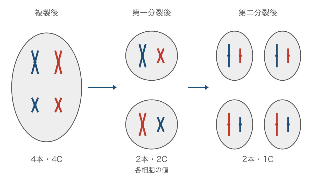 図2 減数分裂で相同染色体と姉妹染色分体が分かれる順序