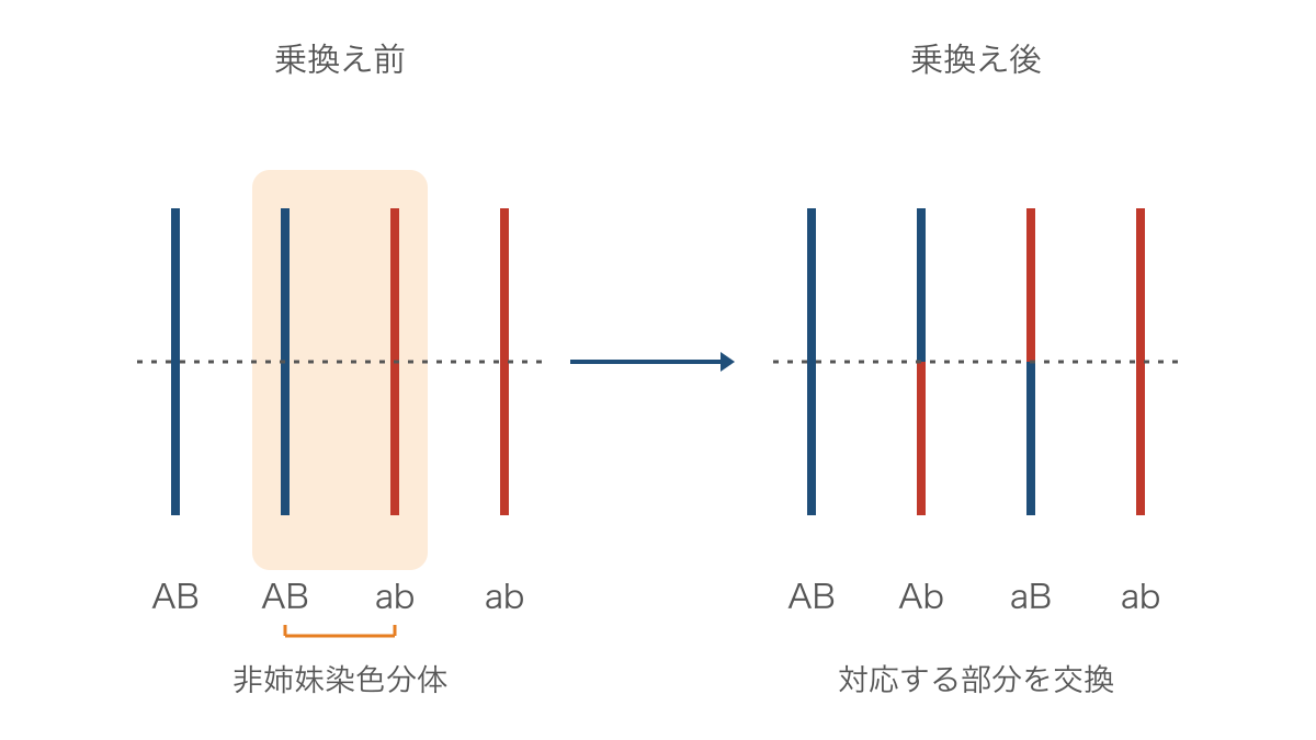 図3 非姉妹染色分体の乗換えで生じる遺伝子の組合せ