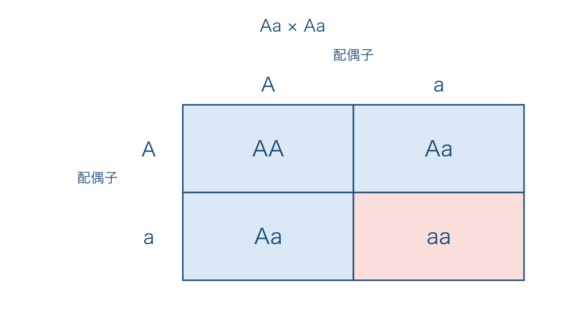図1 ヘテロ接合体どうしの交配で生じる遺伝子型