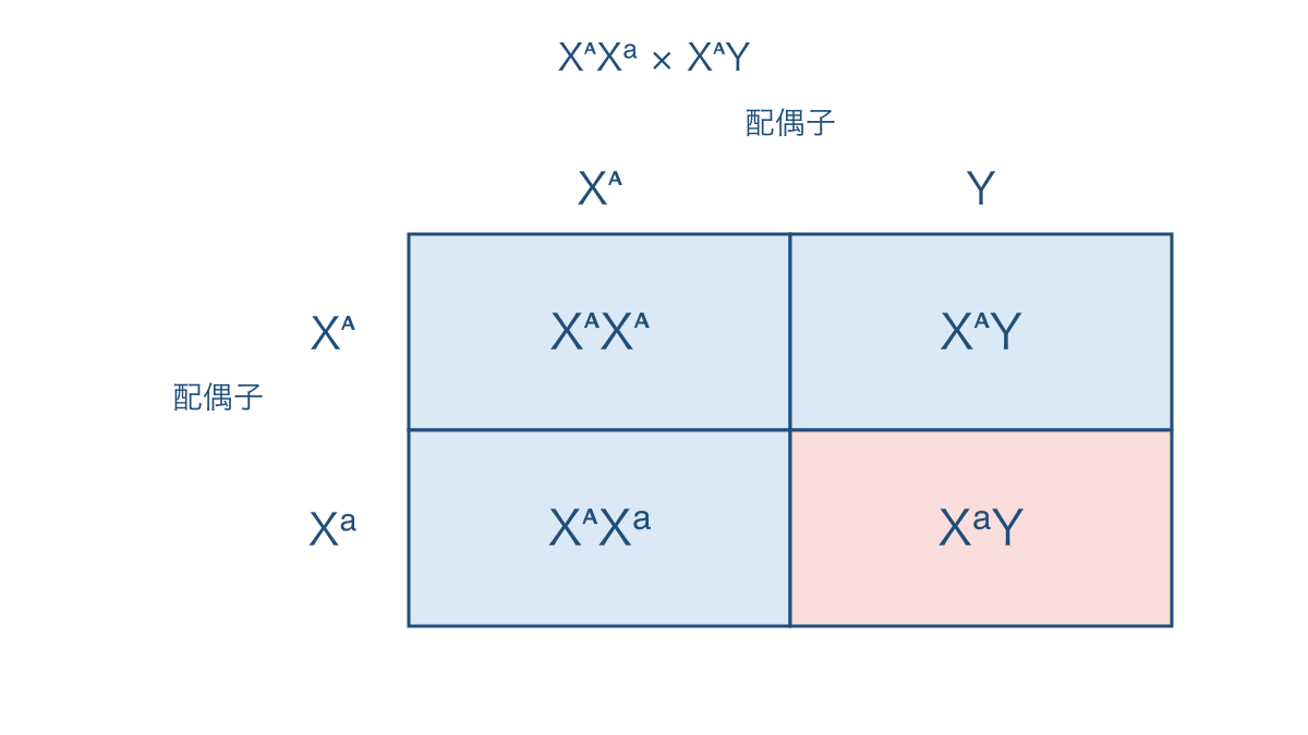 図3 X染色体上の潜性形質を子の性別と分けて読む交配表