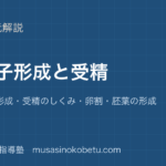 生物配偶子形成と受精を図解で総まとめ精子 卵の形成受精のしくみ卵割胚葉の形成のアイキャッチ | 武蔵野個別指導塾 【生物】配偶子形成と受精を図解で総まとめ—精子 卵の形成・受精のしくみ・卵割・胚葉の形成のアイキャッチ 武蔵野個別指導塾